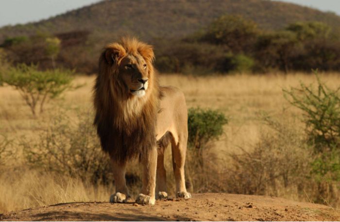 Nếu bạn mơ thấy sư tử thì nên đặt cược vào con số nào và nó có ý nghĩa gì?