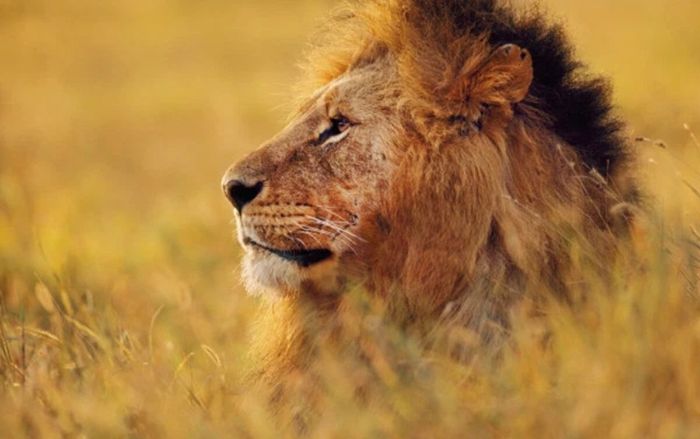 Nếu bạn mơ thấy sư tử thì nên đặt cược vào con số nào và nó có ý nghĩa gì?
