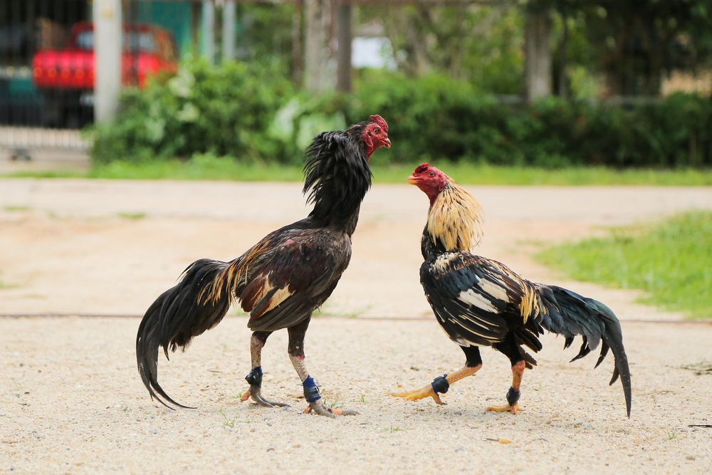 Bí quyết tăng độ máu chiến, tăng cân cho gà chọi - Sàn Nông Nghiệp 247